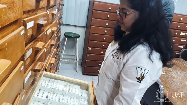 Museo de Insectos de la UAT a la vanguardia científica en México