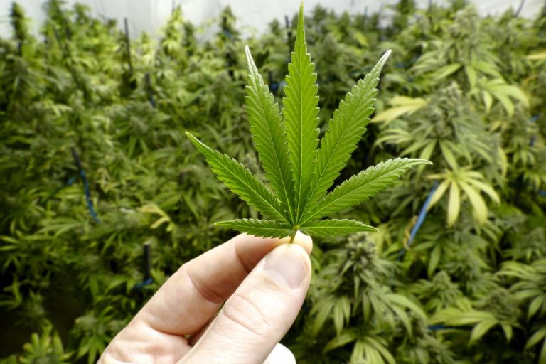 ¿El cannabis tiene fecha de caducidad? Podría provocar problemas de salud