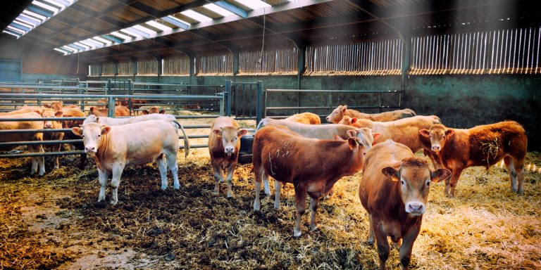 Exportación ganadera bajó en Tamaulipas