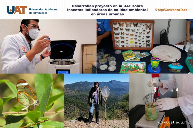 Desarrolla UAT proyecto sobre insectos indicadores de calidad ambiental  en áreas urbanas