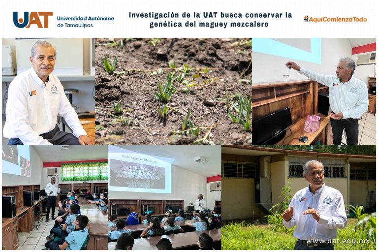 Investigación de la UAT busca conservar la genética del maguey mezcalero