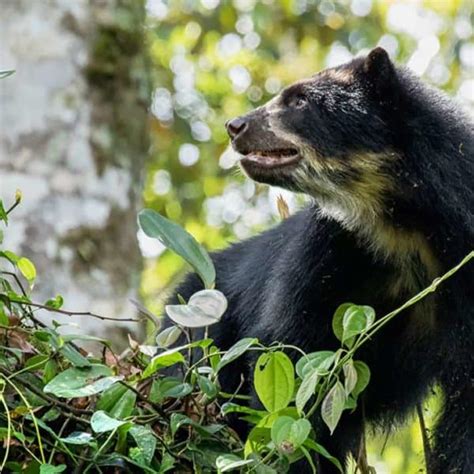 Buscan rehabilitar a dos osos andinos de Antioquia