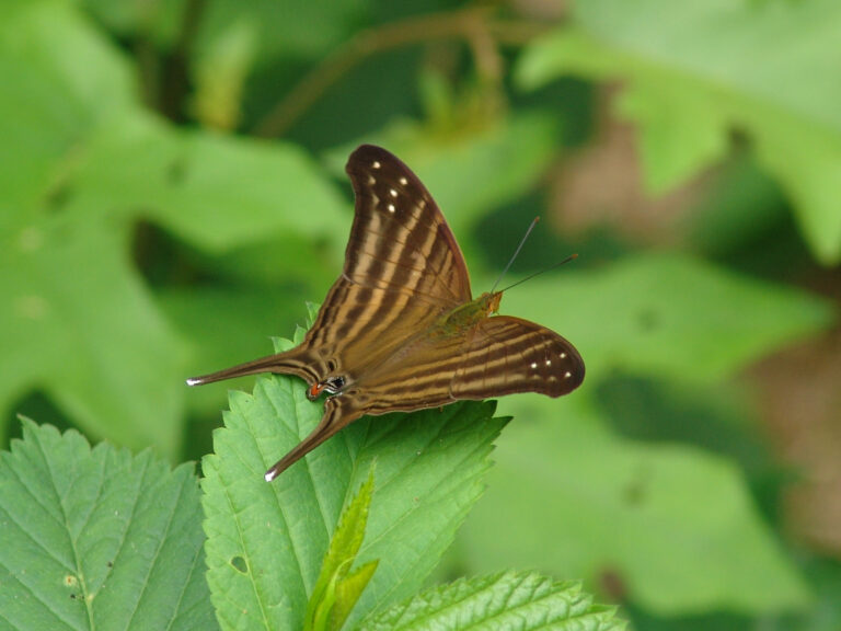 Registra la UAT 195 especies de mariposas en la Sierra Chiquita de Tamaulipas