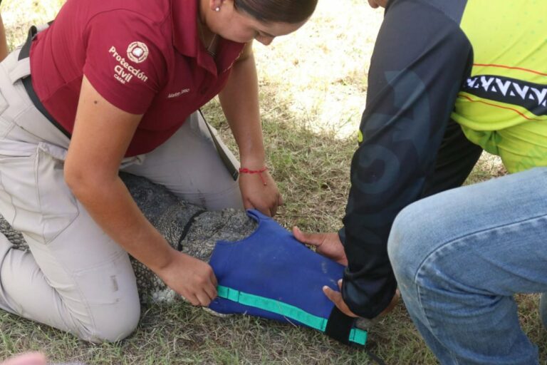 Instruyen a municipios en protocolos para manejo de cocodrilos